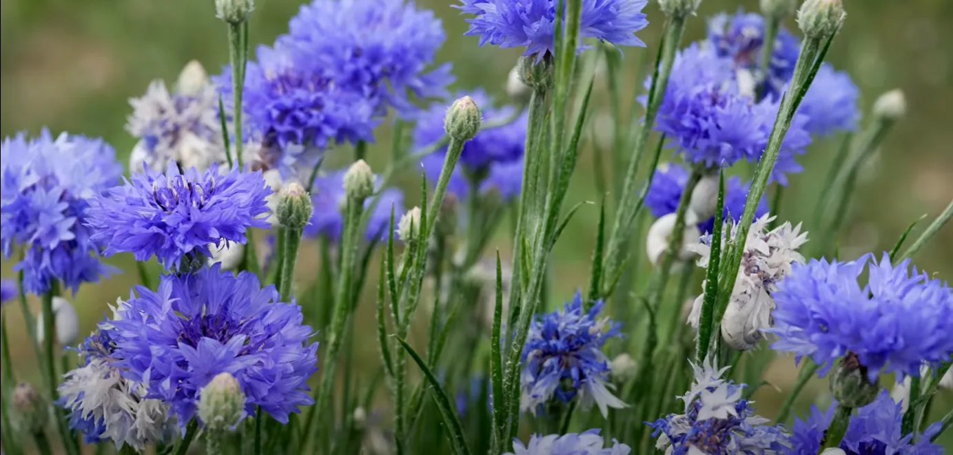 Bleuet-fleur-comestible-Pole-agricole